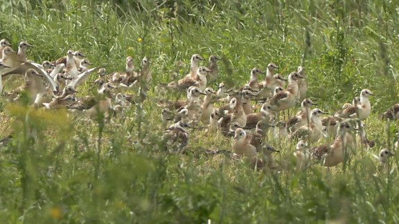 Radžos atkal atrasti miruši ķīri – putnu gripu neapstiprina