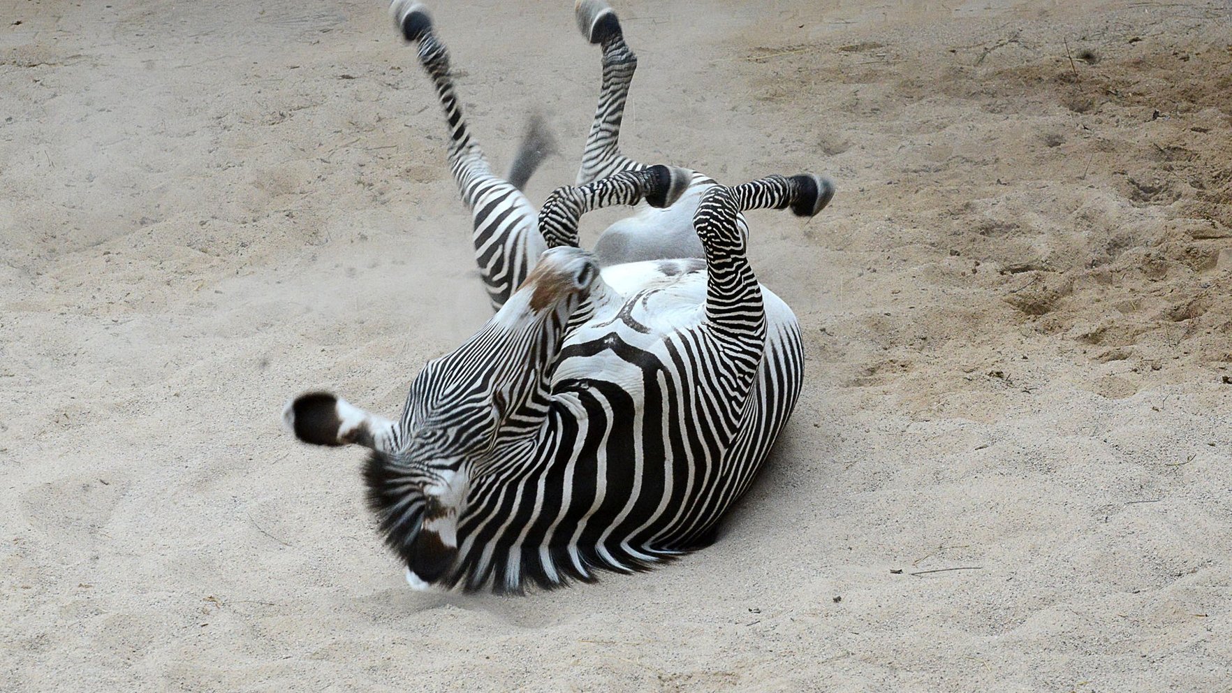 Riga Zoo welcomes a special striped resident for the first time