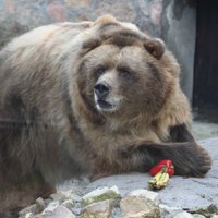Rīgas Zooloģiskais dārzs nonācis finansiālās grūtībās
