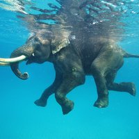 Milzu zilonis tīksmi plunčājas okeānā