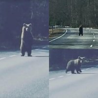 Video: Piemīlīgs lācis Igaunijā šarmē autovadītājus