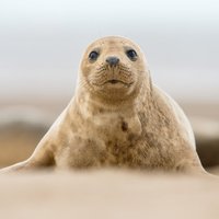 По синему морю к песчаной земле: история спасения балтийских тюленей