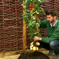 Britu dārzkopji radījuši unikālu dārzeni - tomtato jeb tomātkartupeli