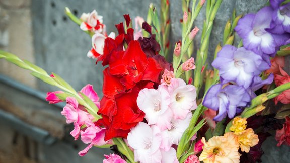 gladiolas, gladiolu pušķis, pušķis, rudens, gladiola