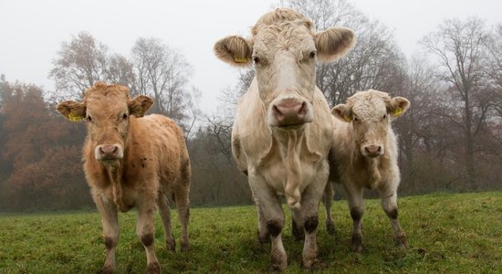 Россия временно запретила импорт мяса из Казахстана