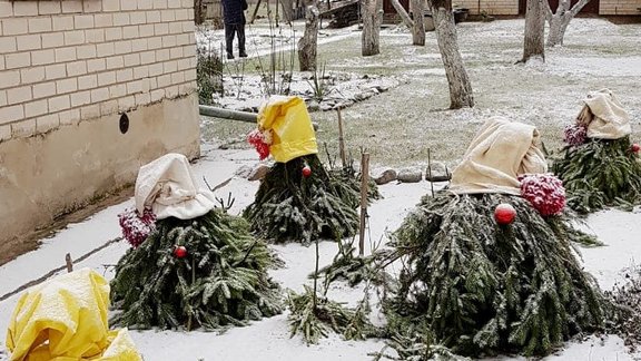 rožu ieziemošana, rozes, rozes ziemā, dārzs ziemā Foto: Aiva Suboča