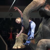 Fotoreportāža: gigantiskie Indijas ziloņi Rīgas cirkā