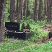 Kupla mežacūku ģimene 'rušinās' kapos; Ušakovs meklē risinājumu