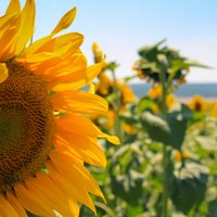 Saules pielietie ziedi: saulespuķes un to žilbinošā ziedēšana