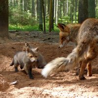 Foto: Līgatnes dabas takas jau vairāk nekā 40 gadus ļauj iepazīt Latvijas dzīvniekus