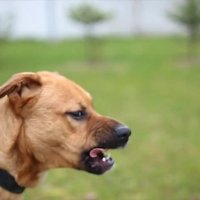 Žāvāšanās un galvas pagriešana – kā tulkot suņu darbības