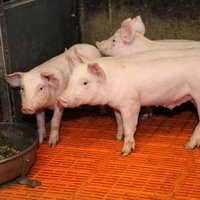 В Даугавпилсском крае АЧС заболели 18 домашних свиней