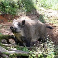 Африканская чума свиней впервые констатирована в Резекне