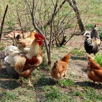 Šogad putnu gripas dēļ trīs mēnešus aizliegs turēt laukā vistas