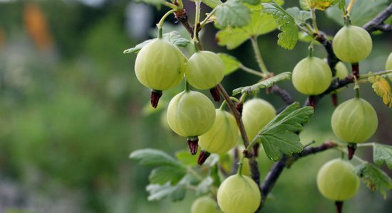 Asā veselības oga – ērkšķoga. Kas tajā vērtīgs tavam organismam?