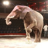 По центру Риги в субботу пройдут гигантские слоны