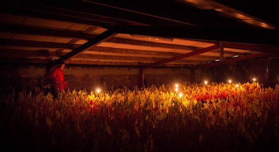 Foto: Kā sveču gaismā Anglijā tiek novākti rabarberi
