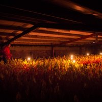 ФОТО: Почему в Англии ревень собирают при свечах