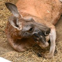 Rīgas zoo: ļaujiet ķenguram gulēt tā, kā viņam patīk!