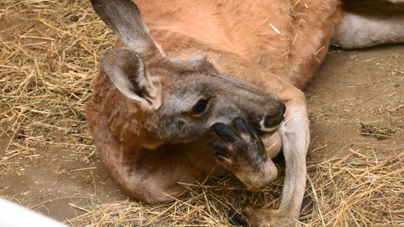 Rīgas zoo publicitātes foto