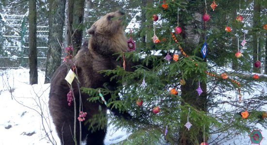 Foto: Kā lācenīte Ilzīte 16. dzimšanas dienu svinēja