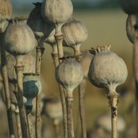 Цена афганского опиума выросла на 133%