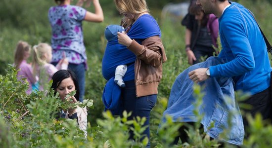 Foto: Madonas pusē aizvadīti melleņu svētki