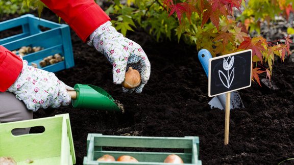 tulpes, tulpju sīpols, tulpe, tulpju sīpoli, tulpju stādīšana 