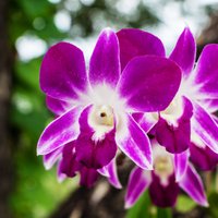 Botāniskajā dārzā gaidāma orhideju izstāde