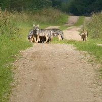 Video: Madonas pusē uz ceļa rotaļājas seši mazi vilki