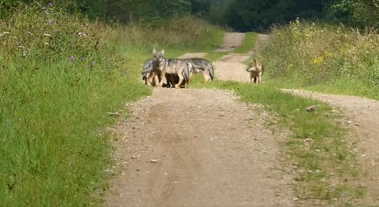 Video: Madonas pusē uz ceļa rotaļājas seši mazi vilki