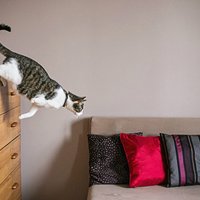 Aizkustinošs fotoprojekts: Kaķi ar īpašām vajadzībām ir tikpat burvīgi un varoši kā citi kaķi