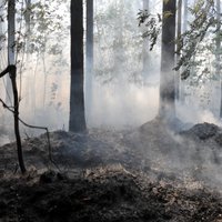 В понедельник выгорело 4,65 га леса