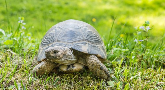 Pieredzes stāsts: bruņurupuči ir daudz nešpetnāki mājdzīvnieki, nekā varētu domāt