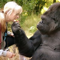 Умерла знаменитая горилла Коко, знавшая язык жестов