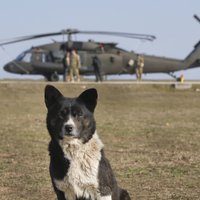 ASV aicina NATO valstis ātri izstrādāt plānus aizsardzības izdevumu palielināšanai