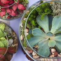 Košs dārziņš stikla traukā: kā pareizi stādīt augus terārijā