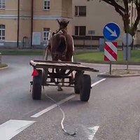 Video: Daugavpilī starp mašīnām auļo aizmucis zirgs ar ratiem