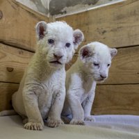 Serbijā piedzimuši reti balto lauvu bērniņi