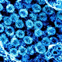 Ziņojums: ASV izlūkdienesti nespēs noteikt Covid-19 vīrusa izcelsmi