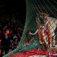 ВИДЕО: В китайском цирке лев и тигр напали на дрессированную лошадь