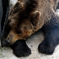 Veselības problēmu dēļ iemidzināts Rīgas zoodārza lācis Bargais