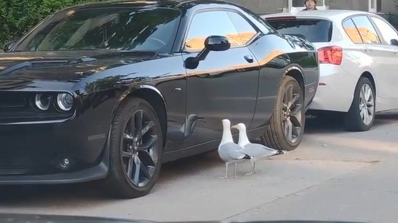 Video: Sudrabkaiju pāris Rīgā uzbrūk spožam auto 