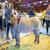 Foto: Simtiem ķepaiņu pulcējas izstādē 'PetExpo 2016'