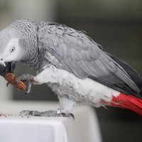 Американец попал в тюрьму за убийство попугая вилкой