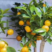 Vidusjūras noskaņa uz palodzes: citrusu audzēšana mājas apstākļos