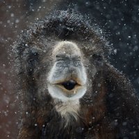 Izmisis kamielis cīnās ar sniega pārslām