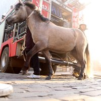 Apdrošinātājs neapmaksās visus Rīgas cirkam nodarītos zaudējumus