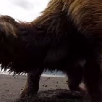 Video: Grizli lācis iepļaukā videokameru