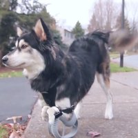 Video: 3D protēzes izglābj sunīti invalīdu
